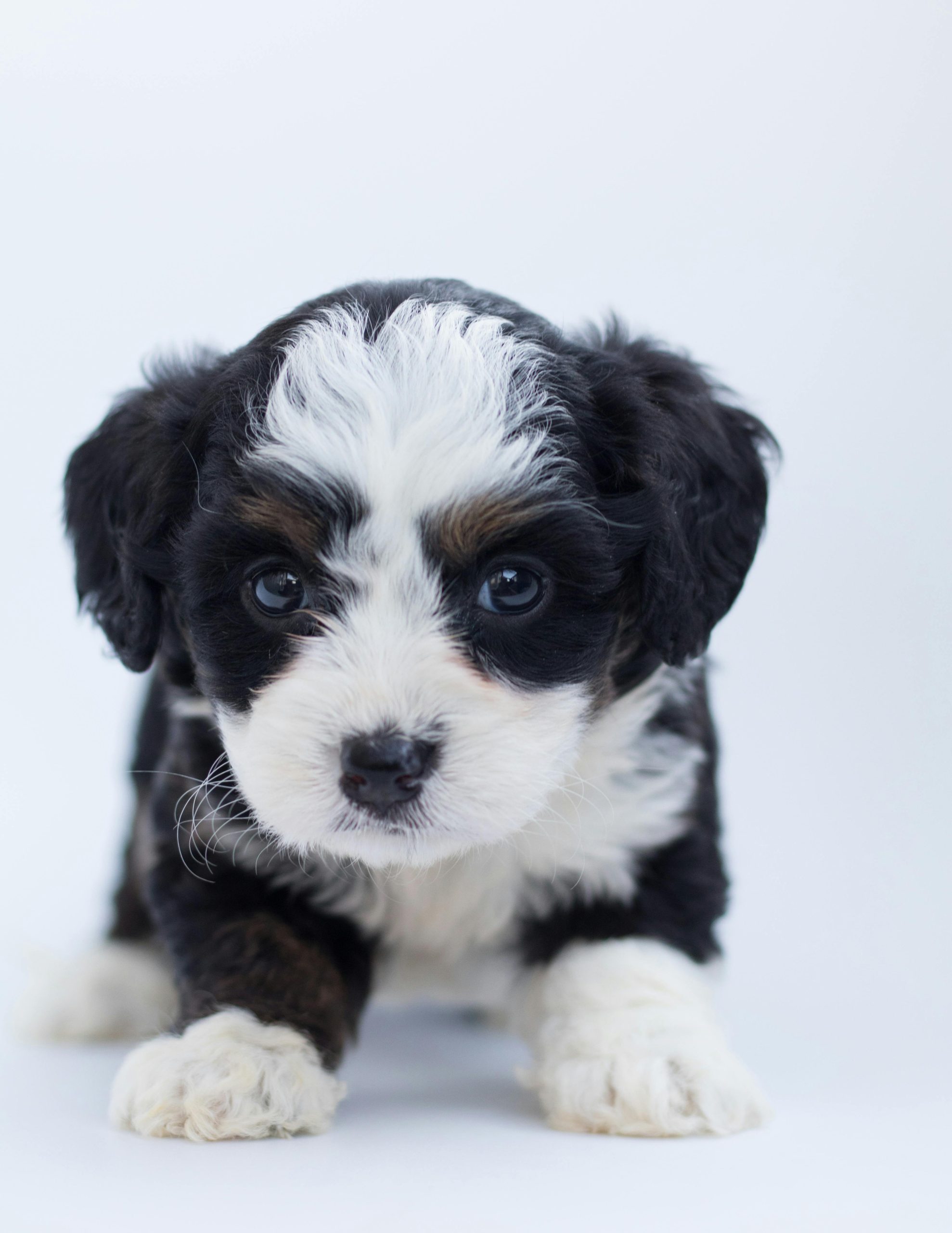 Close-up of a cute Bernedoodle puppy with fluffy fur in a studio setting.