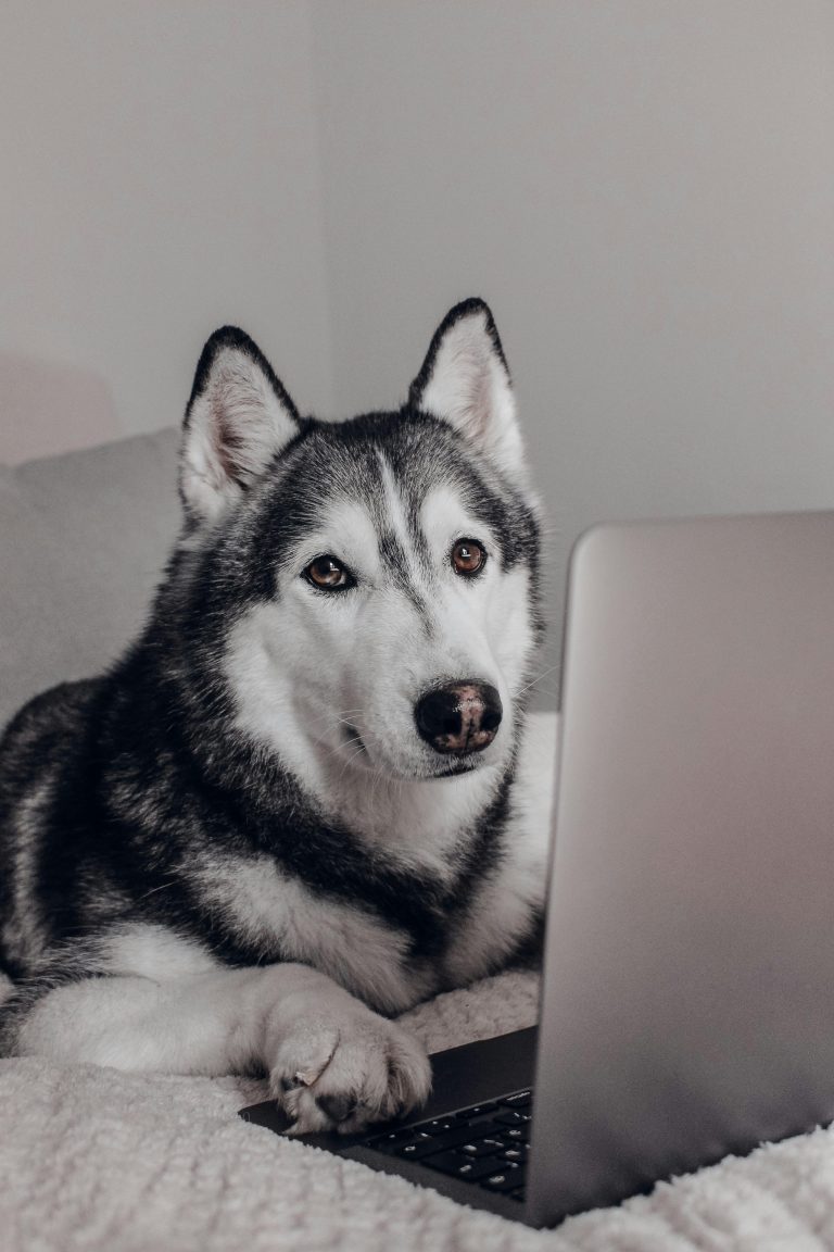 Adorable Husky dog sitting indoors, engaged with a laptop at home.